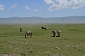0068 Ngorongoro