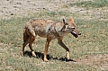 0070 Ngorongoro