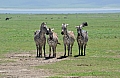 0071 Ngorongoro