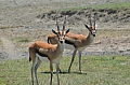 0072 Ngorongoro