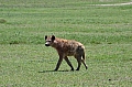 0073 Ngorongoro