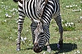 0075 Ngorongoro