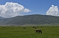 0076 Ngorongoro