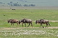 0077 Ngorongoro