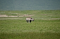 0078 Ngorongoro
