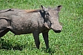 0081 Ngorongoro