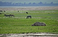 0082 Ngorongoro