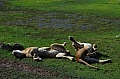 0085 Ngorongoro