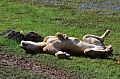 0086 Ngorongoro