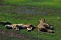 0087 Ngorongoro