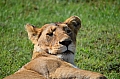0088 Ngorongoro