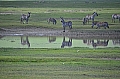 0089 Ngorongoro