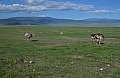 0090 Ngorongoro