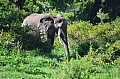 0092 Ngorongoro