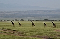 0096 Olduvai Gorge