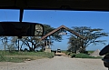 0101 Serengeti