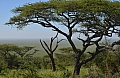 0104 Serengeti