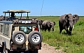0105 Serengeti