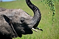 0106 Serengeti