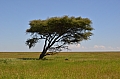 0108 Serengeti