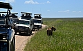 0109 Serengeti