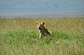 0110 Serengeti