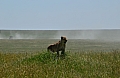 0111 Serengeti