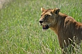 0112 Serengeti