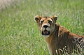 0113 Serengeti