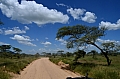 0114 Serengeti