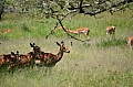 0118 Serengeti