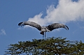 0119 Serengeti