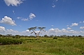 0120 Serengeti