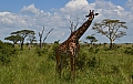 0121 Serengeti