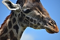 0122 Serengeti