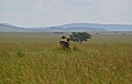 0123 Serengeti