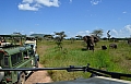 0128 Serengeti