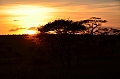0136 Serengeti
