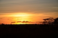 0137 Serengeti