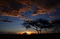 0138 Serengeti