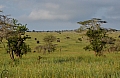 0139 Serengeti