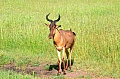 0140 Serengeti
