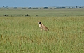 0141 Serengeti