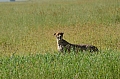 0142 Serengeti