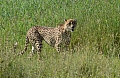 0143 Serengeti
