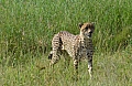 0144 Serengeti