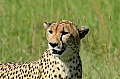 0145 Serengeti
