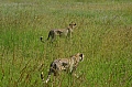 0146 Serengeti