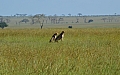 0147 Serengeti