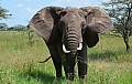 0148 Serengeti